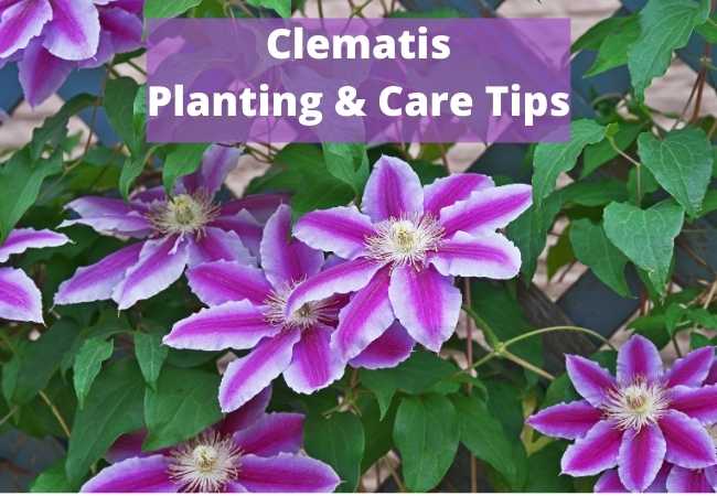 Clematis Planting and Care Tips