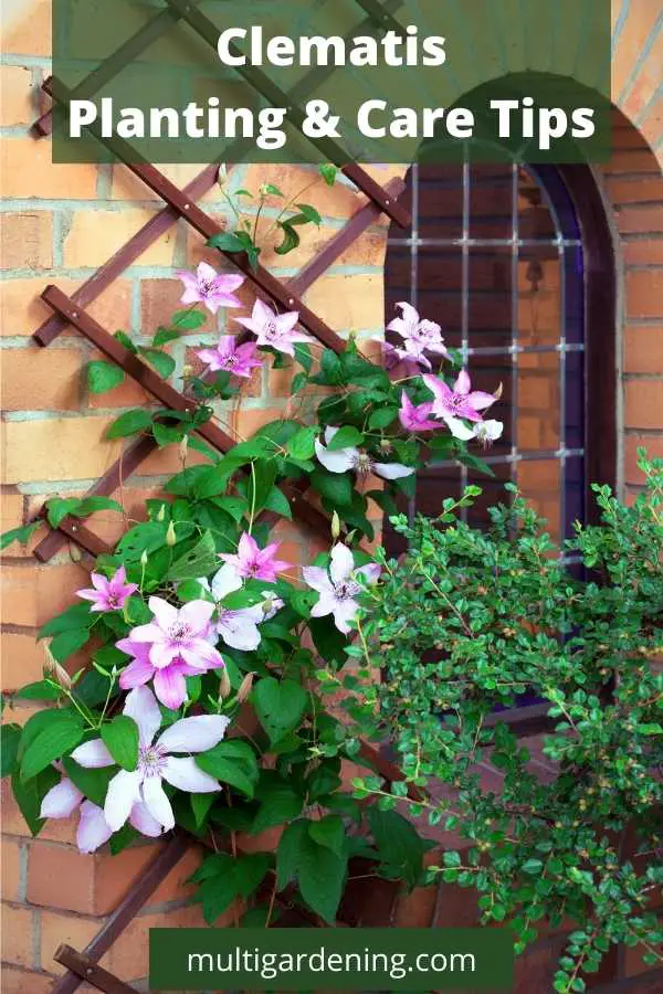 Clematis flower Planting and Care Tips