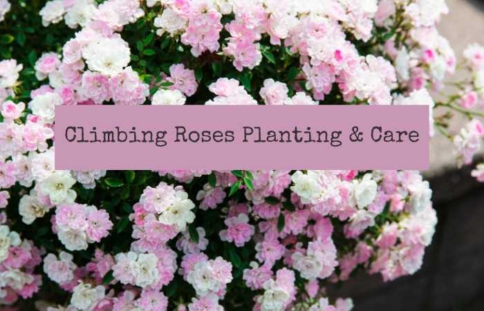 Climbing Roses Planting and Care