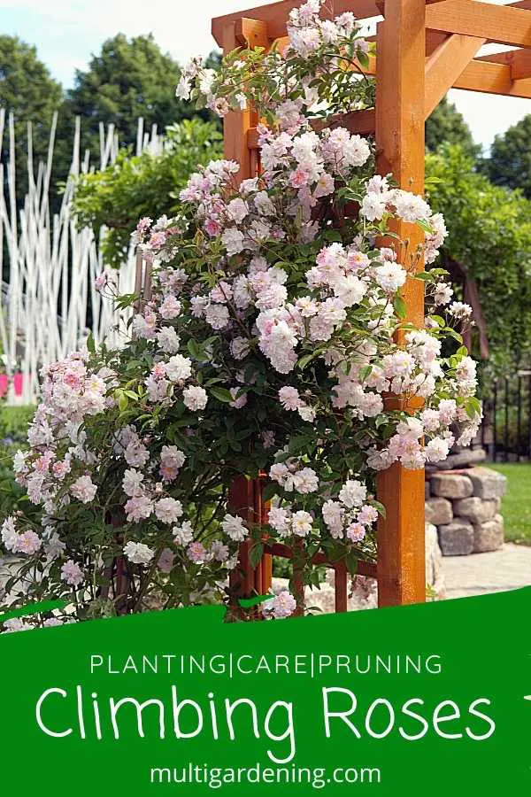 Climbing Roses Planting types varieties and pruning