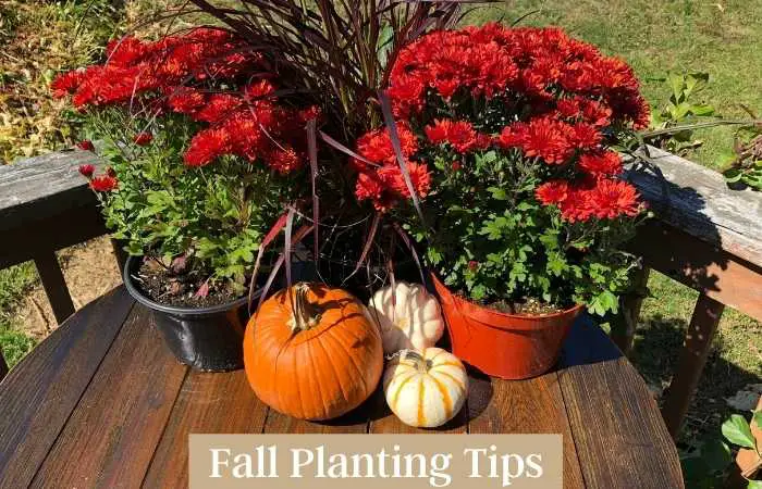 Fall Planting Tips