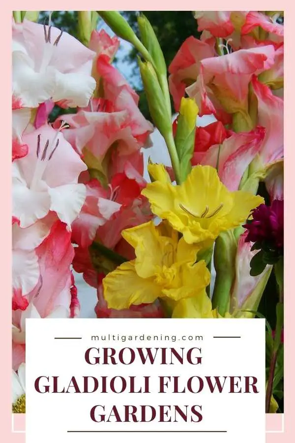 Growing Gladioli Flower Gardens and containers