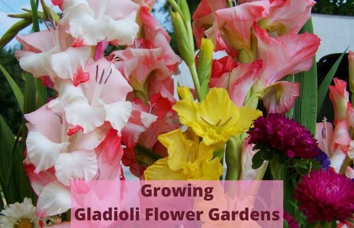 Growing Gladioli Flower Gardens