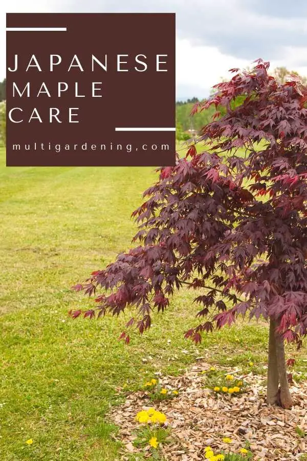 Japanese Maple Tree Care guide