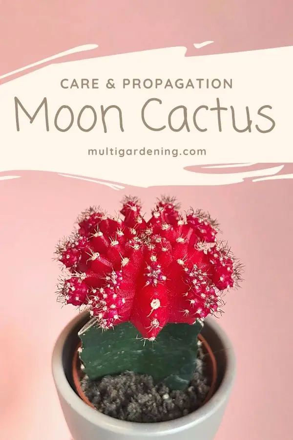 Moon Cactus Care and Propagation guide