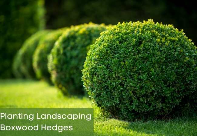 Planting Landscaping Boxwood Hedges