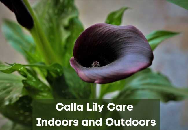 Calla Lily Care Indoors and Outdoors