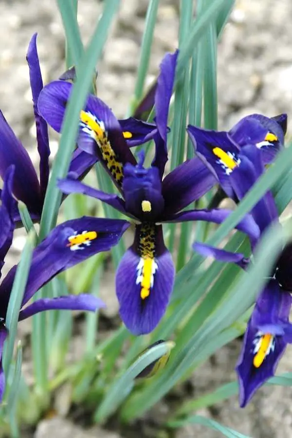 Dwarf Iris Purple Flowers