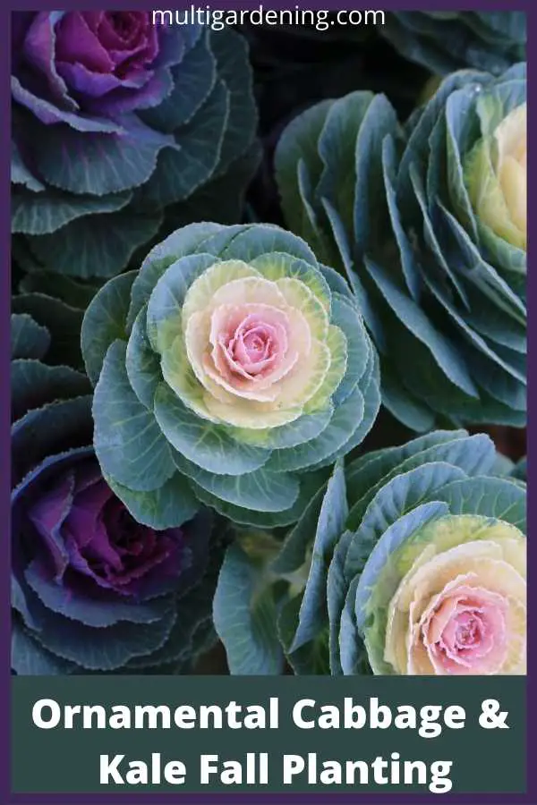 Fall Ornamental cabbage and kale Fall Planting