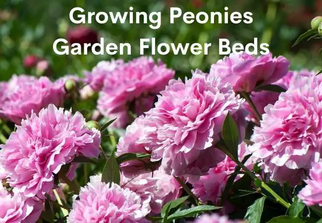 Growing Peonies Garden Flower Beds