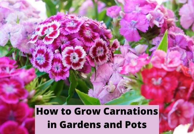 How to Grow Carnations in Gardens and Pots