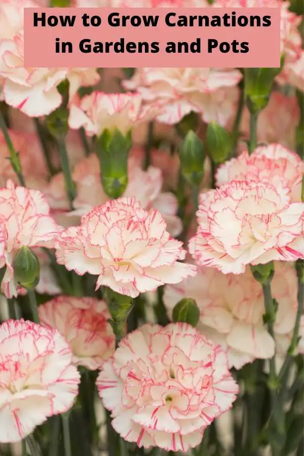 How to Grow Dianthus Carnations in Gardens and Pots