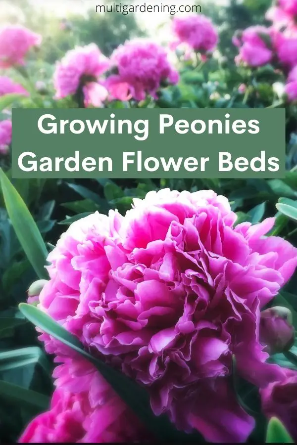 How to Grow Peonies Garden Flower Beds