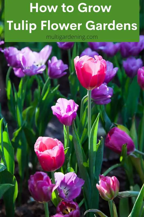 How to Grow Tulip Flower Garden designs