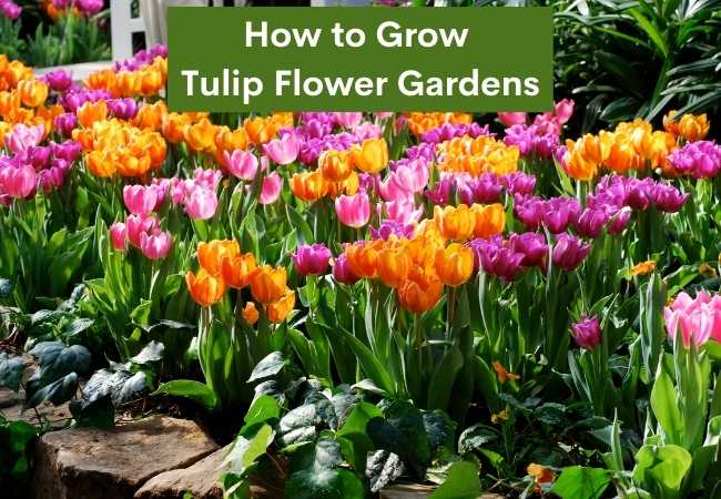 How to Grow Tulip Flower Gardens