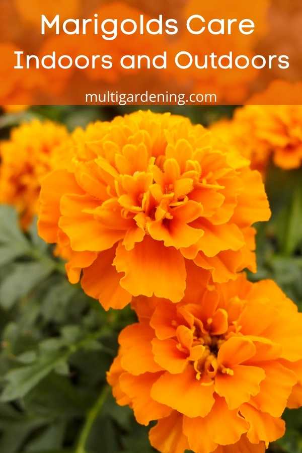 Marigolds Care Indoors and Outdoors Guide