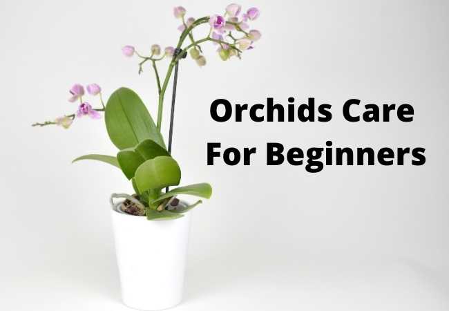 Orchids Care For Beginners