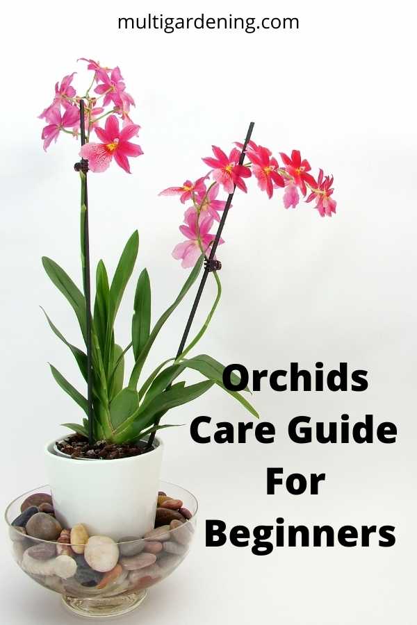 Orchids Care guide for Beginners