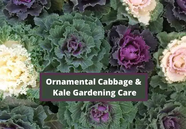 Ornamental Cabbage and Kale Gardening Care