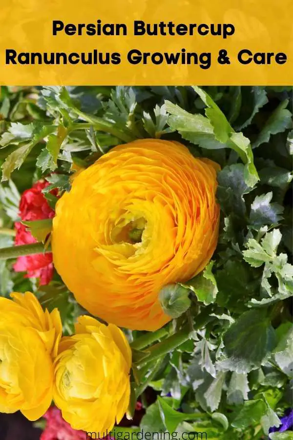 Persian Buttercup Ranunculus growing and care guide