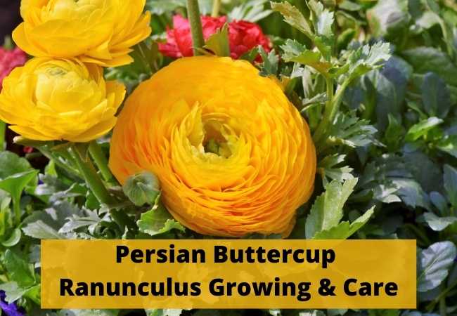 Persian Buttercup Ranunculus Growing and Care