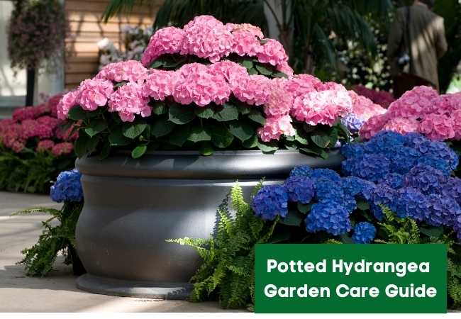 Potted Hydrangea Garden Care Tips