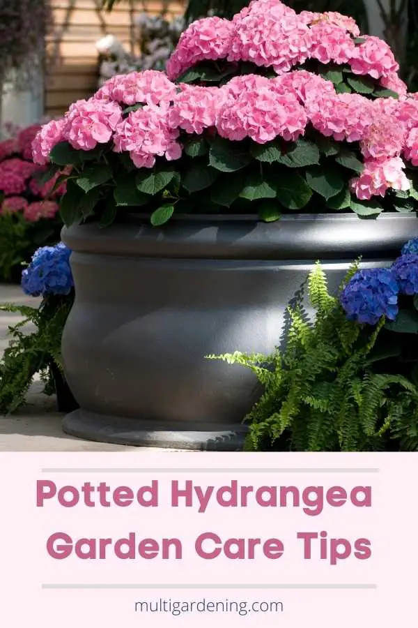 potted hydrangea garden care tips