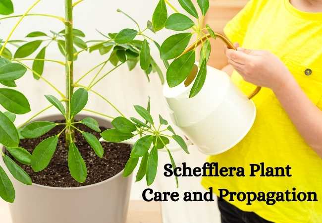Schefflera Plant Care and Propagation
