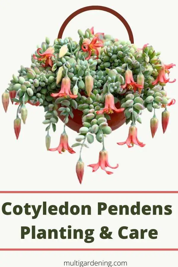 Cotyledon Pendens planting and care Guide