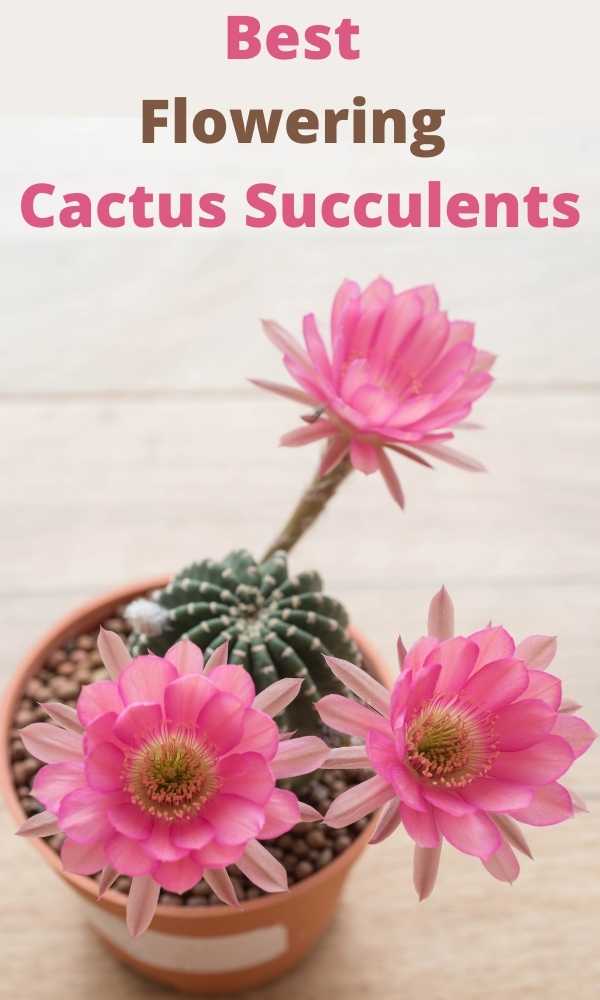 10 Best Flowering Cactus Succulents