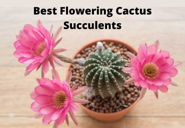 Best Flowering Cactus Succulents
