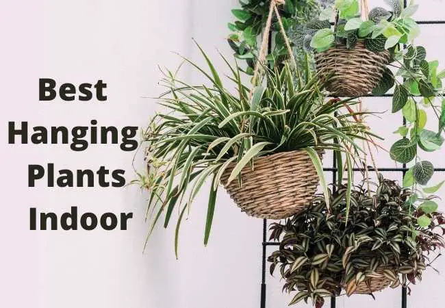 Best Hanging Indoor Plants