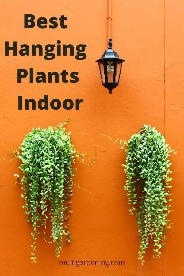 Best Hanging indoor Plants bedrooms bathrooms