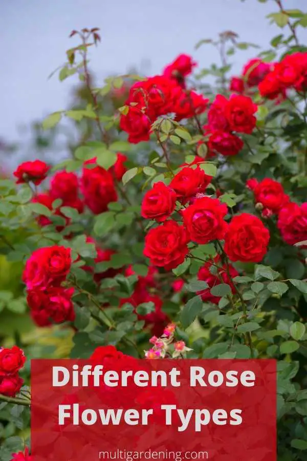 Different Rose Flower Types for gardening