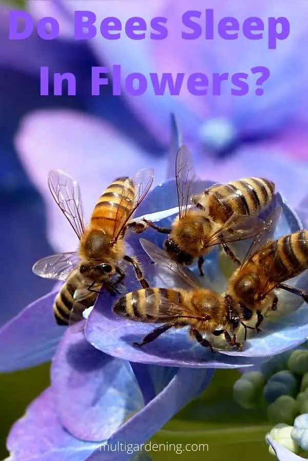 Do Bees Sleep In Flowers at night