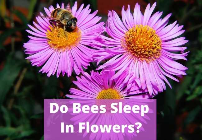 Do Bees Sleep In Flowers