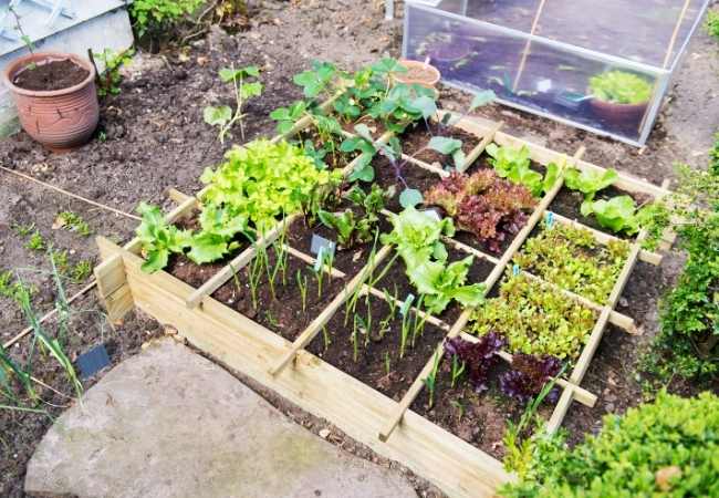 Planting A Fall Vegetable Garden