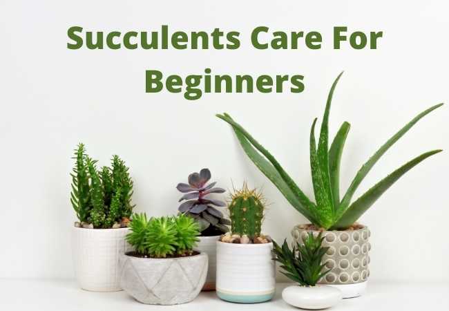 Succulent Care For beginners