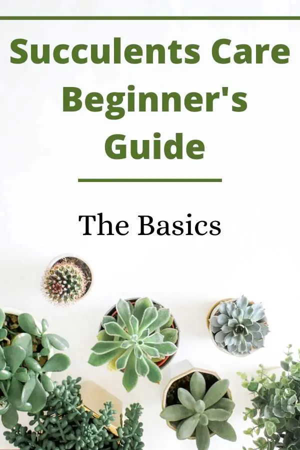 how to grow Succulents Care Beginners Guide