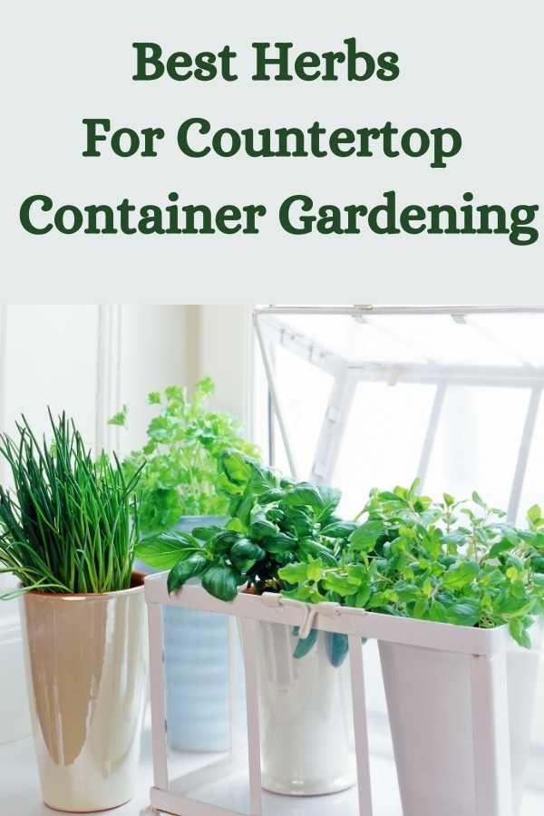 Best Herbs For Countertop Container Gardening