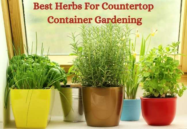 12 Best Herbs For Countertop Container Gardening