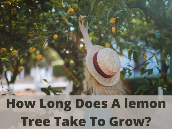 How Long Does A lemon Tree Take To Grow