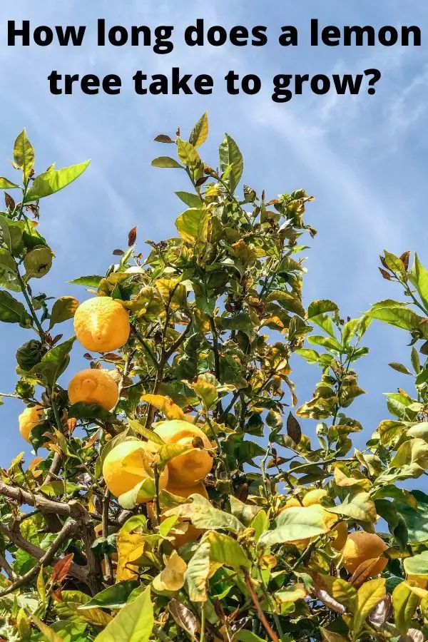 How long does a lemon tree take to grow fruits