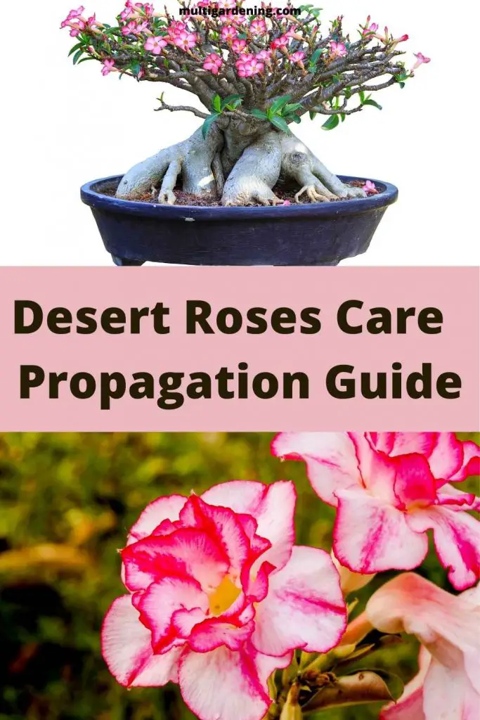 Desert Rose care and propagation guide