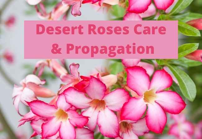 Desert Roses Care and Propagation