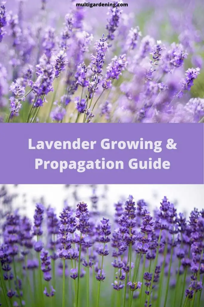 Lavender Growing & Propagation Guide for beginners