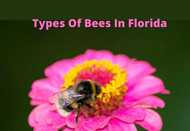 Types Of Bees In Florida