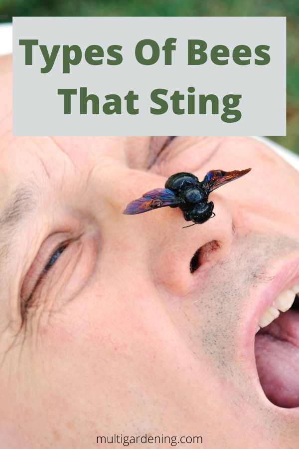 Types Of Bees That Sting people