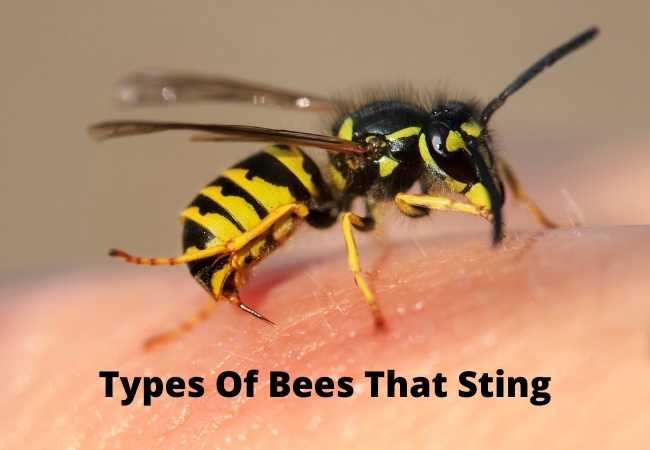 Types Of Bees That Sting