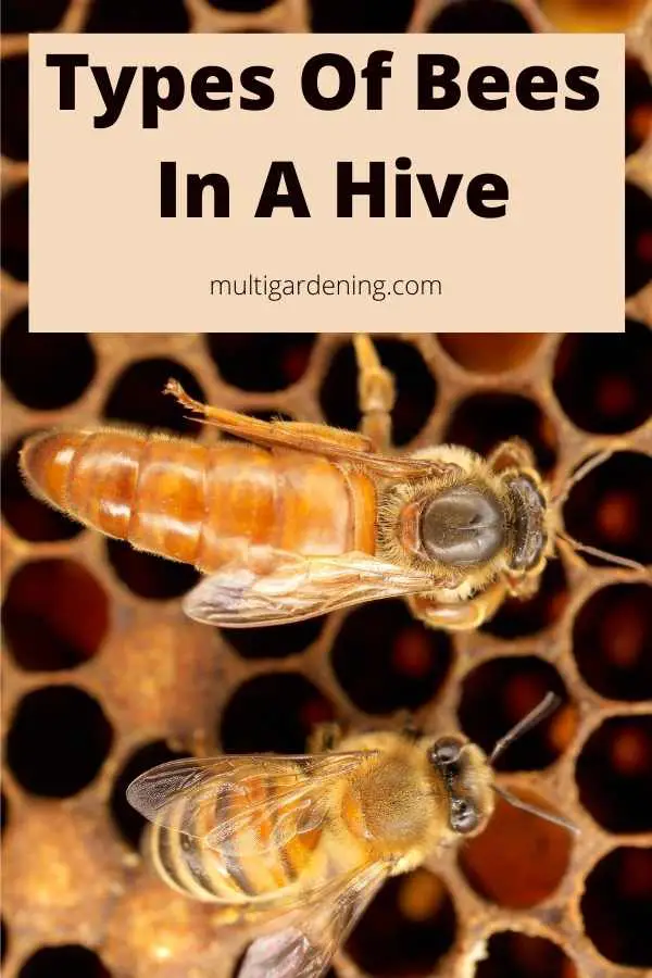Types of bees in a hive colony